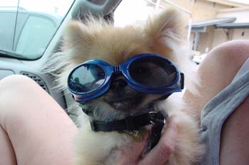 beep_doggles