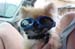 beep_doggles